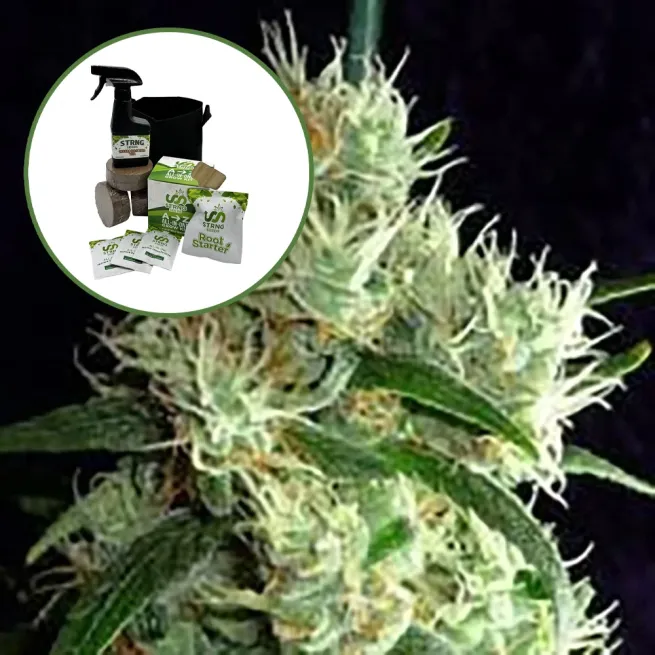 Outer Space Auto High Yield Grow Kit