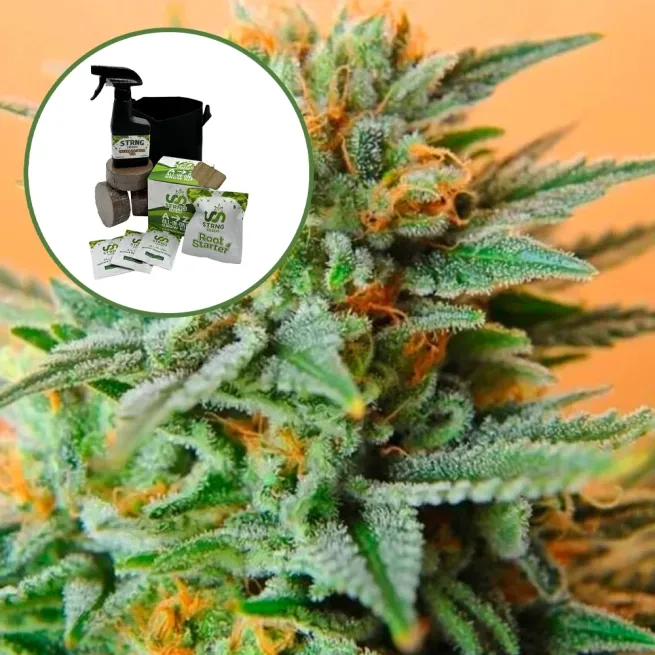 Papaya Kush Auto High Yield Grow Kit