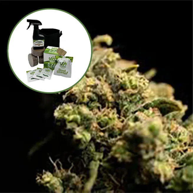 Pura Vida Auto High Yield Grow Kit