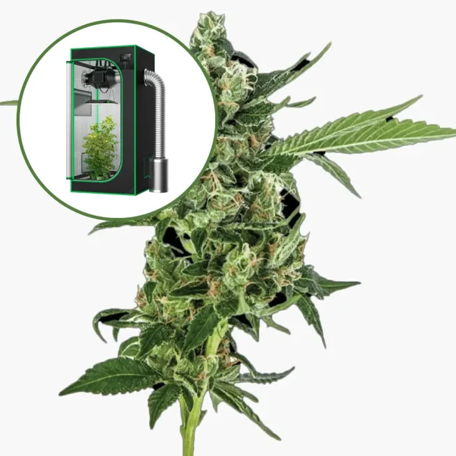 Sour Diesel Auto Platinum Indoor Grow Bundle