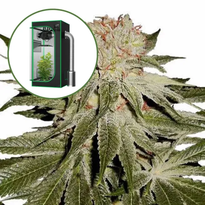 Stardawg Auto Platinum Indoor Grow Bundle