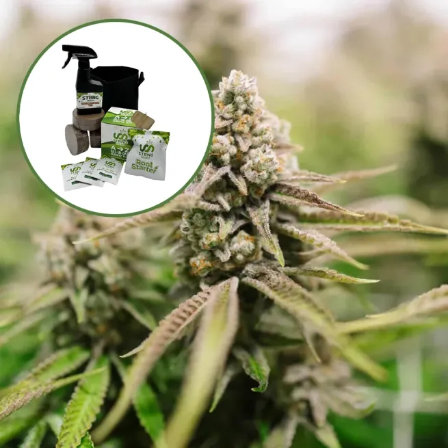 Strawberry Lemonade Auto High Yield Grow Kit