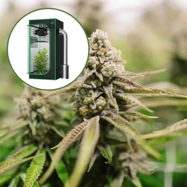 Strawberry Lemonade Auto Platinum Indoor Grow Bundle