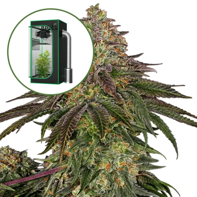 Sweet Kush Auto Platinum Indoor Grow Bundle
