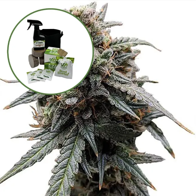 Sweet Tooth Auto High Yield Grow Kit