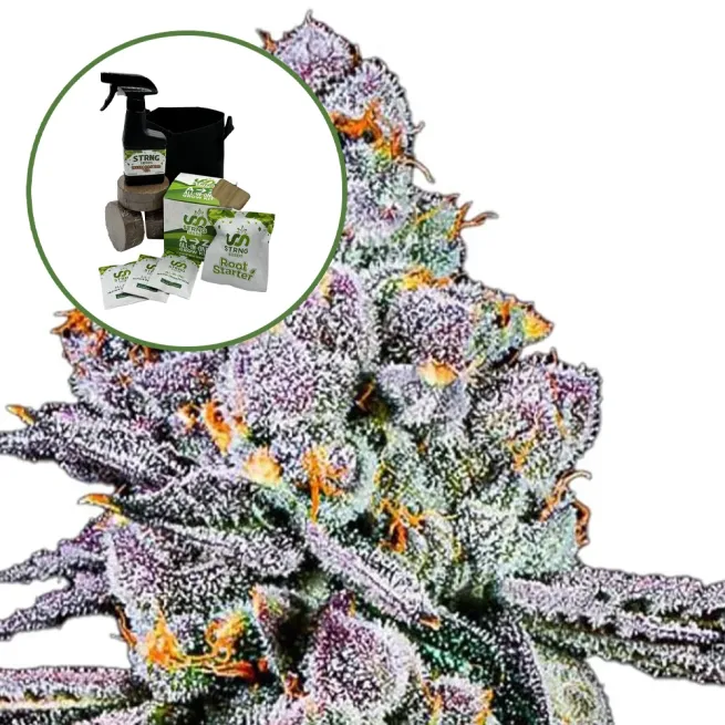 THCA Sex Panther Auto High Yield Grow Kit