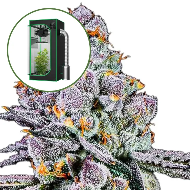 THCA Sex Panther Auto Platinum Indoor Grow Bundle