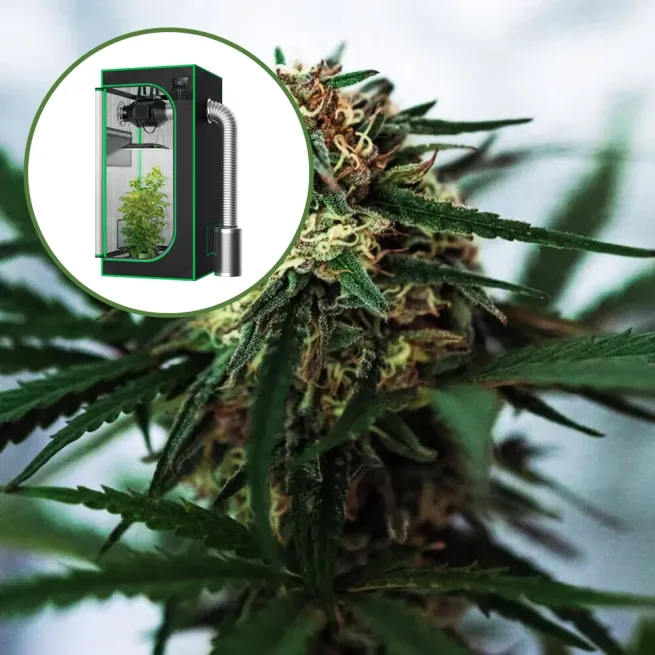 White Truffle Auto Platinum Indoor Grow Bundle