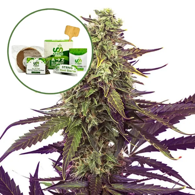 Cereal Milk Strain Grow Kit