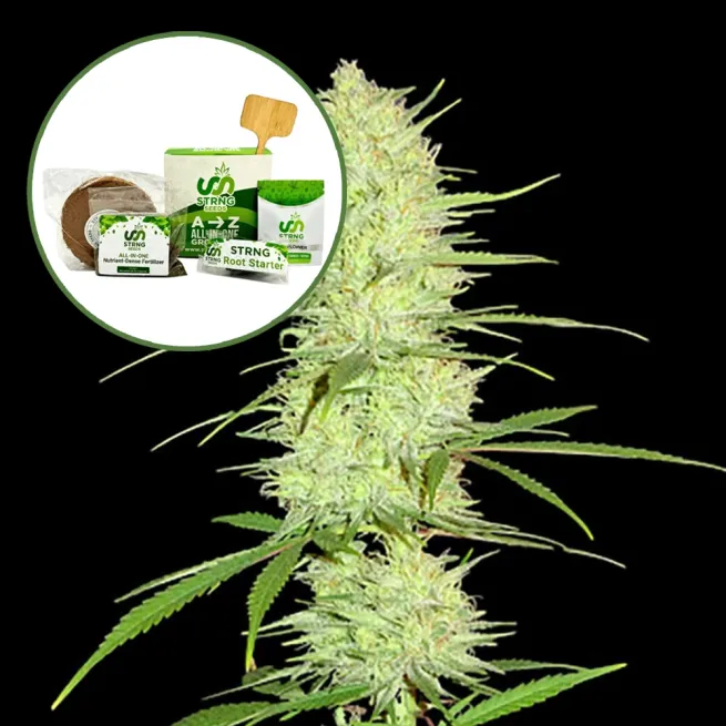 Cinderella 99 Strain Grow Kit