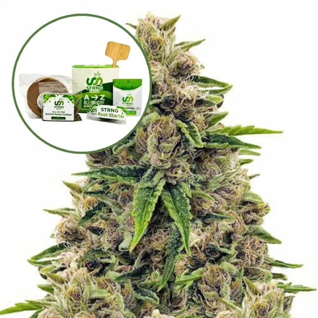 Godfather OG Strain Grow Kit