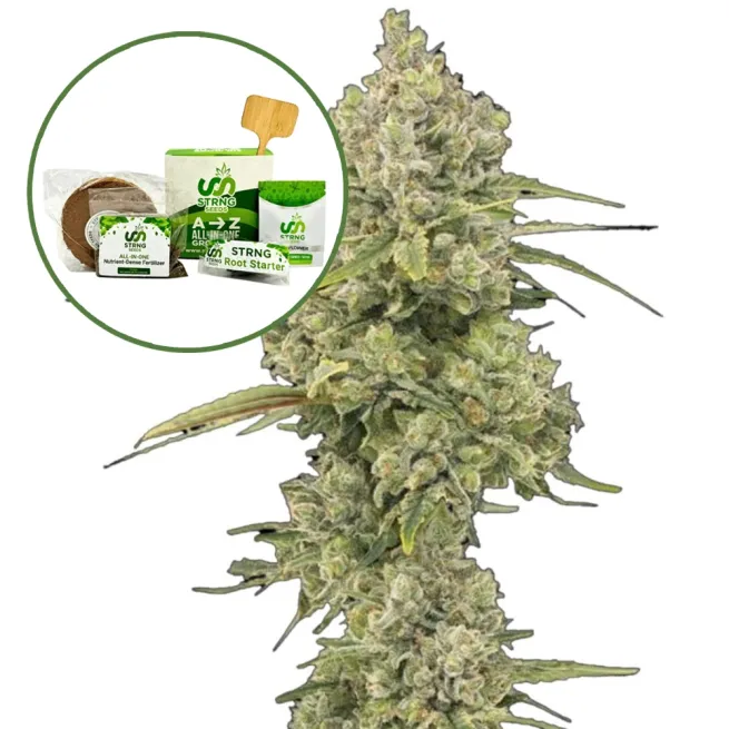 Jack Herer Strain Grow Kit