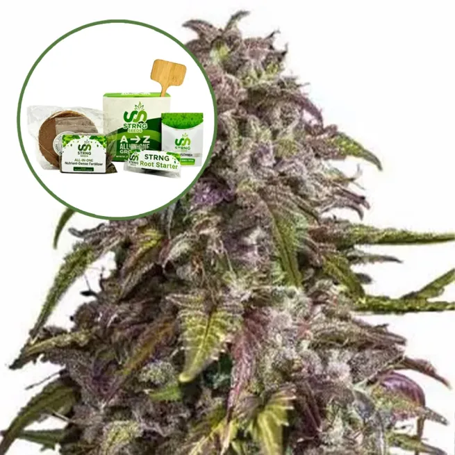 Purple Haze Strain Grow Kit