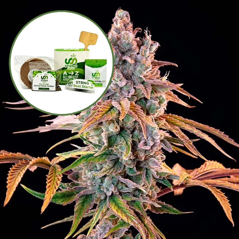 Royal with Cheese Strain Grow Kit