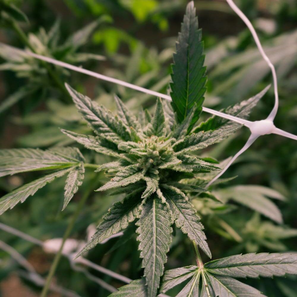 STRNG Seeds – Gelato x Sex Panther