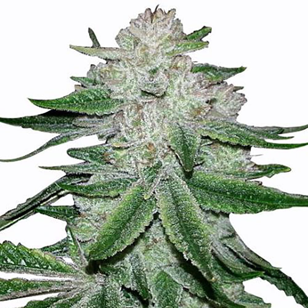 STRNG Seeds – Gorilla Glue #5