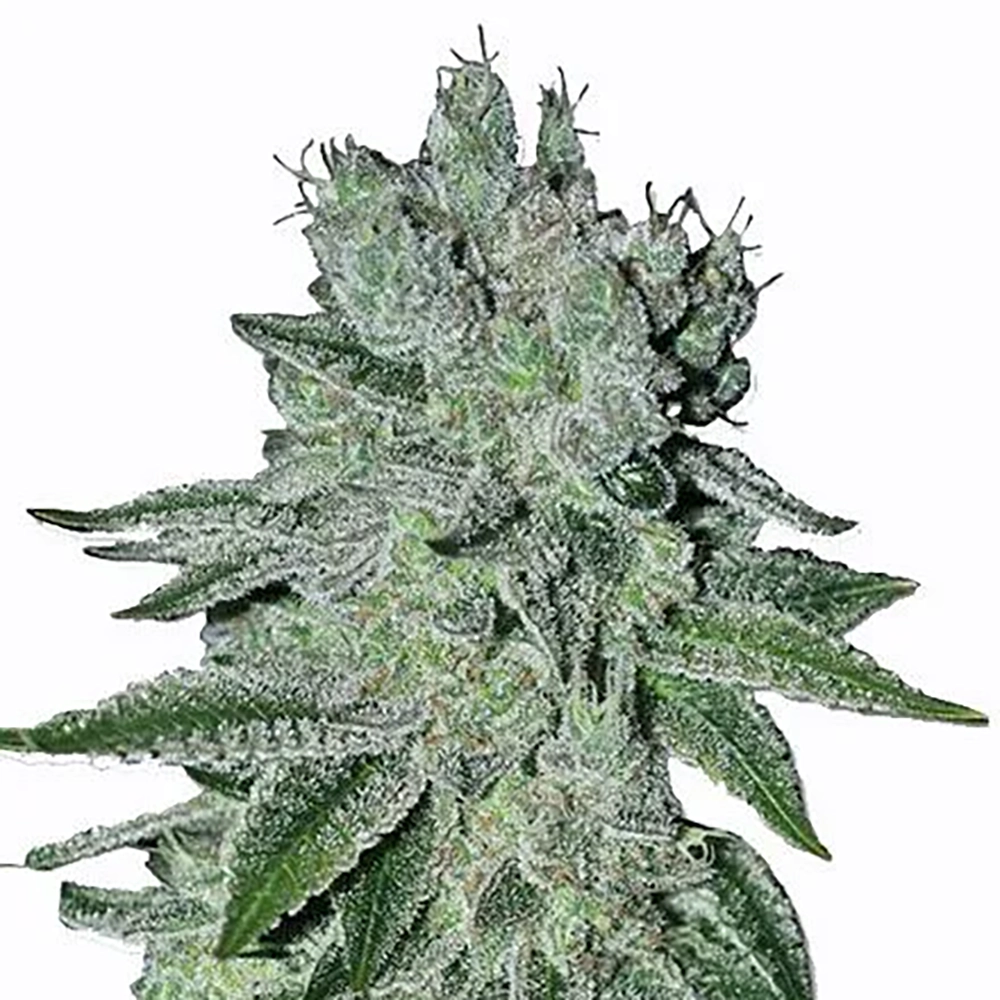 STRNG Seeds – Headband