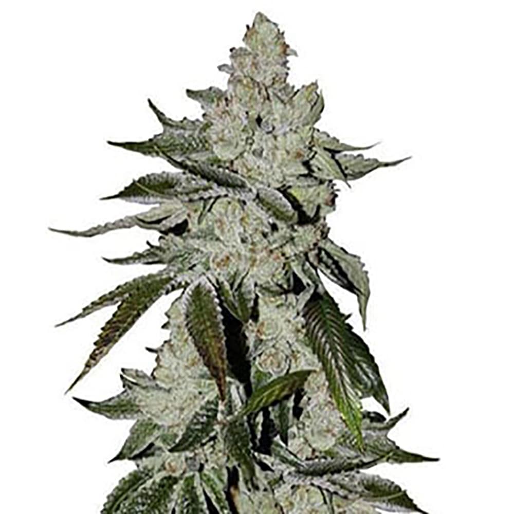 STRNG Seeds – Laughing Buddha