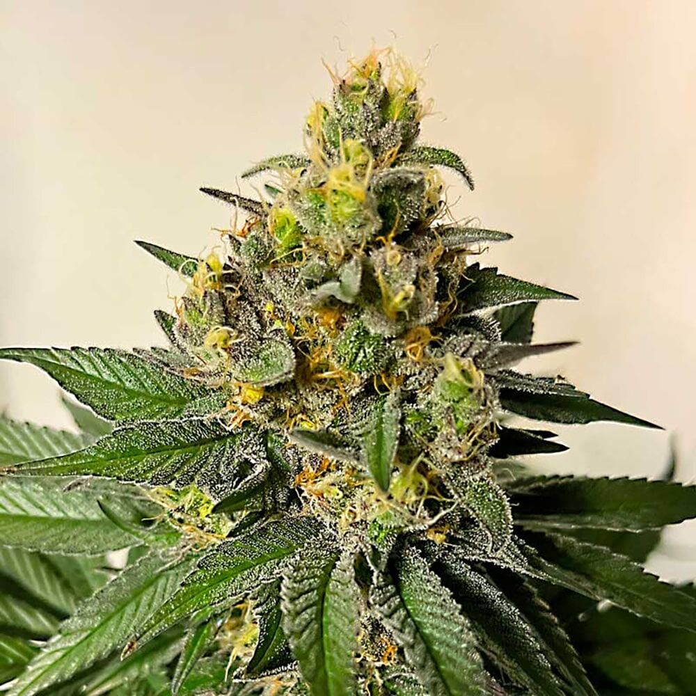 STRNG Seeds – Legend OG
