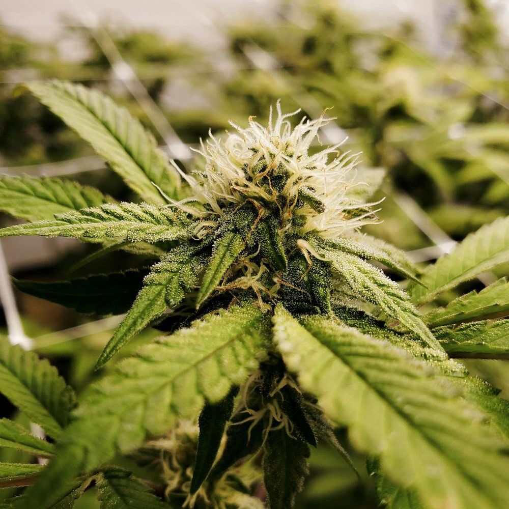 STRNG Seeds – Pineapple Express x Super Lemon Haze