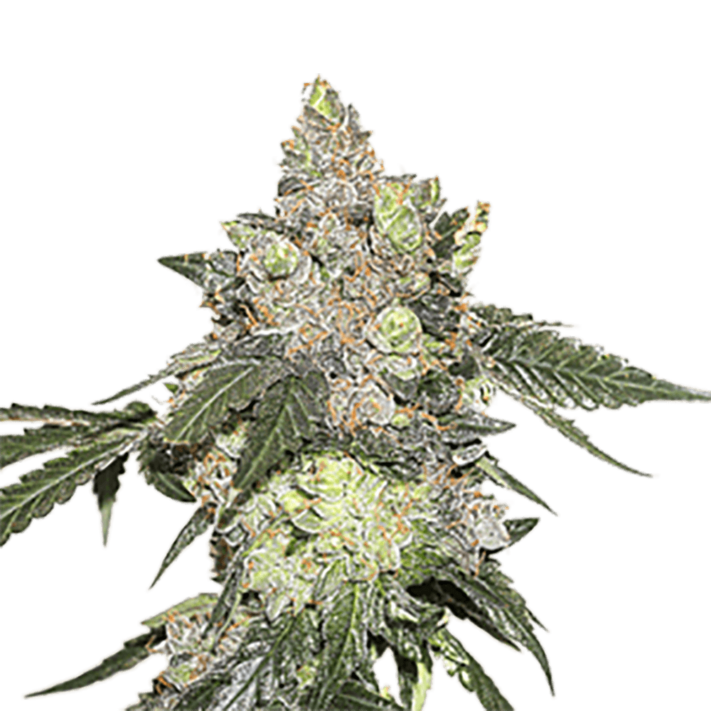 STRNG Seeds – Thin Mint Cookies