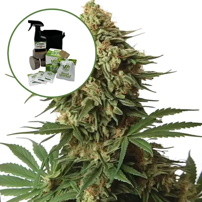 9 lb Hammer Auto High Yield Grow Kit