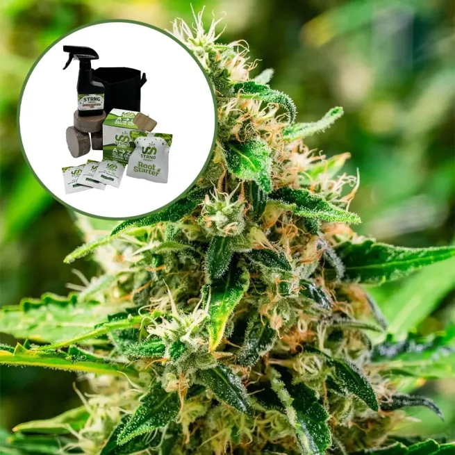 Afghani Auto High Yield Grow Kit