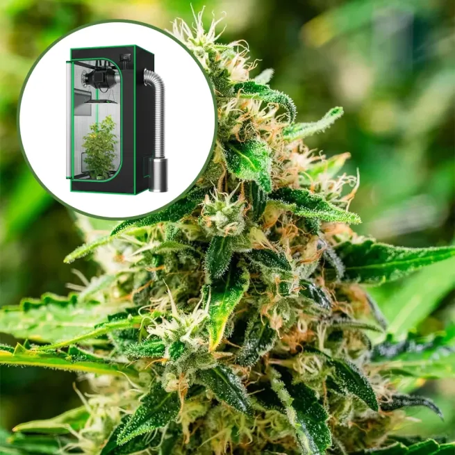 Afghani Auto Platinum Indoor Grow Bundle