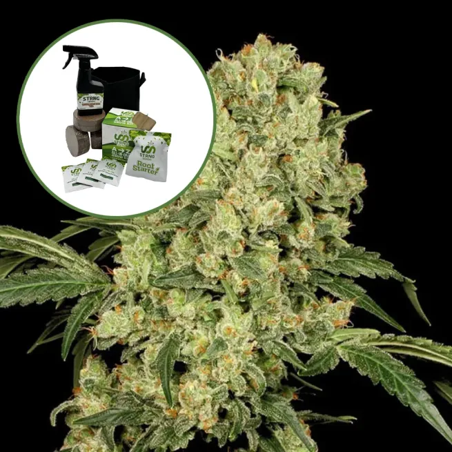 AK 47 Auto High Yield Grow Kit