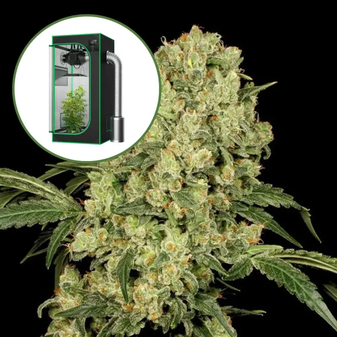 AK 47 Auto Platinum Indoor Grow Bundle