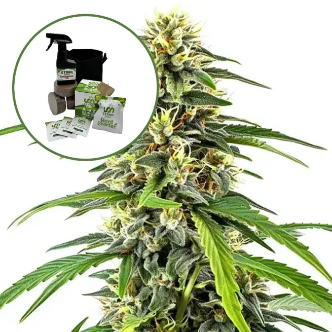 Amnesia Auto High Yield Grow Kit