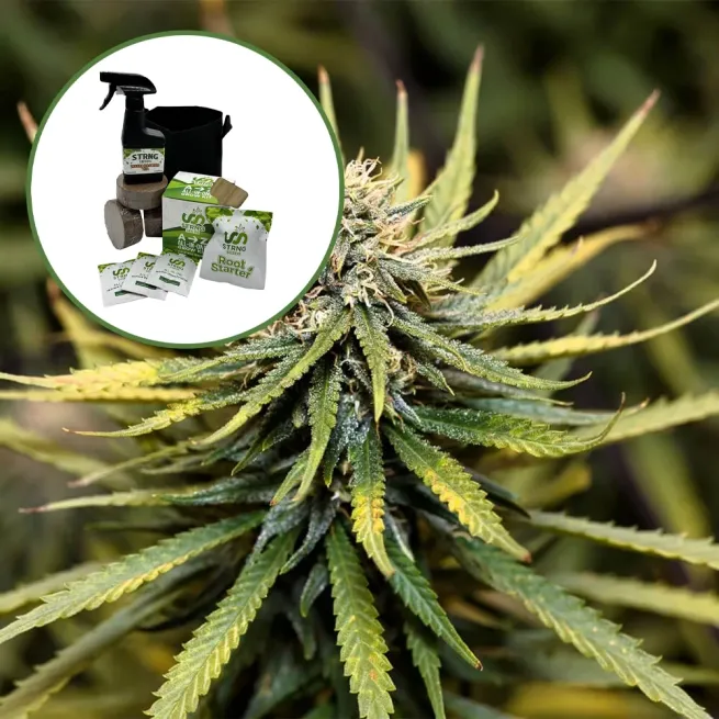 Animal Cookies Auto High Yield Grow Kit