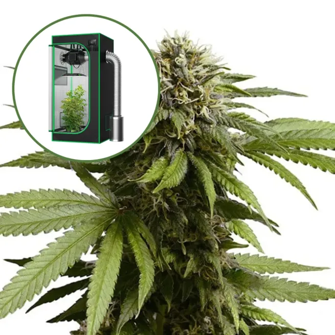 Apple Fritter Auto Platinum Indoor Grow Bundle
