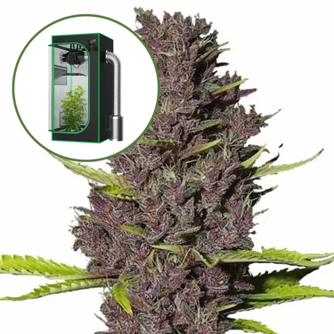 Blue Dream Auto Platinum Indoor Grow Bundle