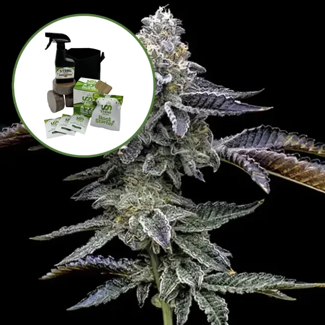 Blue Dream Haze Auto High Yield Grow Kit