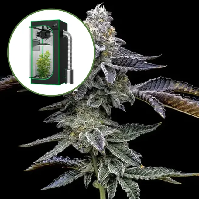 Blue Dream Haze Auto Platinum Indoor Grow Bundle