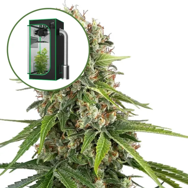 Blue Sunset Auto Platinum Indoor Grow Bundle