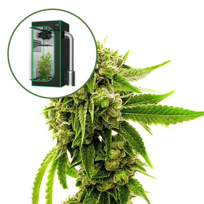 Cheese Auto Platinum Indoor Grow Bundle