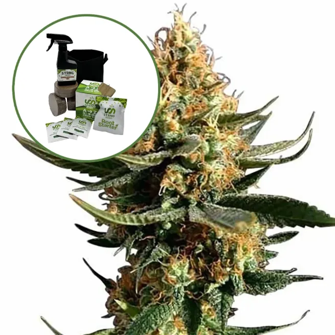 Chemdawg 91 Auto High Yield Grow Kit