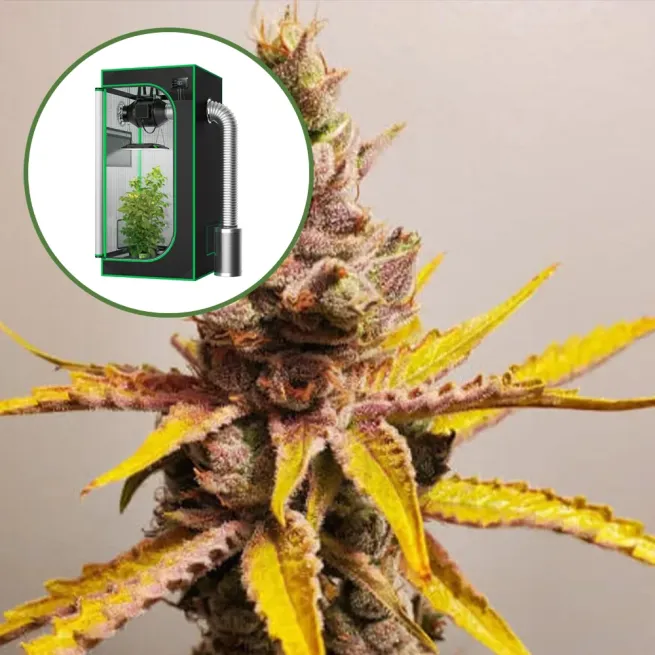 Clementine Auto Platinum Indoor Grow Bundle