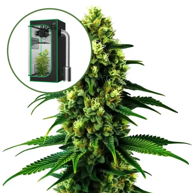 Colombian Gold Auto Platinum Indoor Grow Bundle