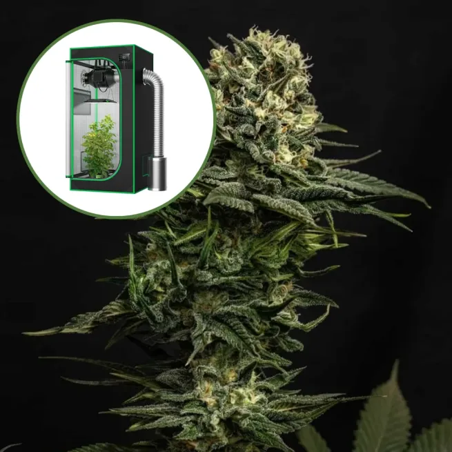 Cookie Frost Auto Platinum Indoor Grow Bundle
