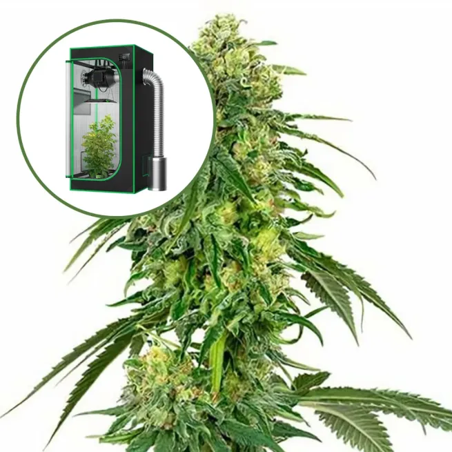 Deadhead OG Auto Platinum Indoor Grow Bundle