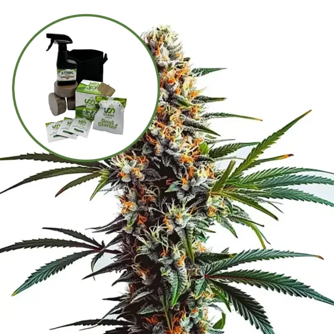 Doug's Varin Auto High Yield Grow Kit