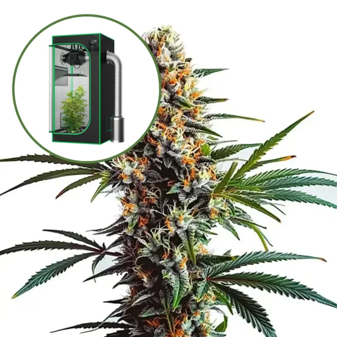 Doug's Varin Auto Platinum Indoor Grow Bundle