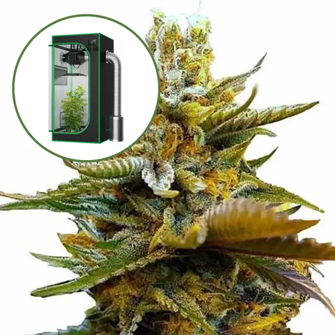 G13 Auto Platinum Indoor Grow Bundle