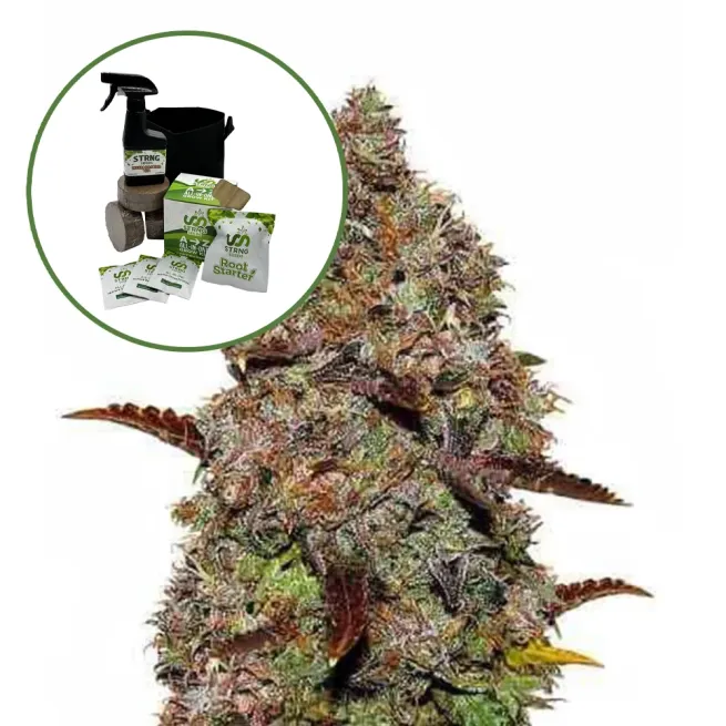 Gelato Auto High Yield Grow Kit