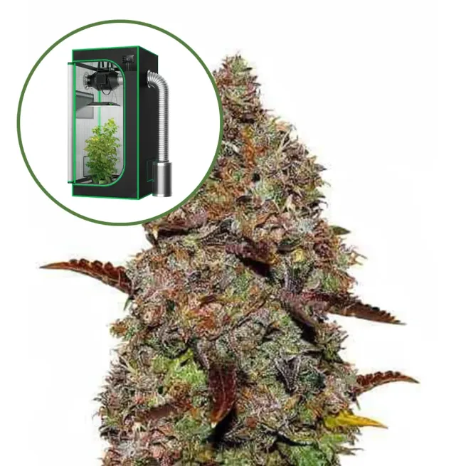 Gelato Auto Platinum Indoor Grow Bundle