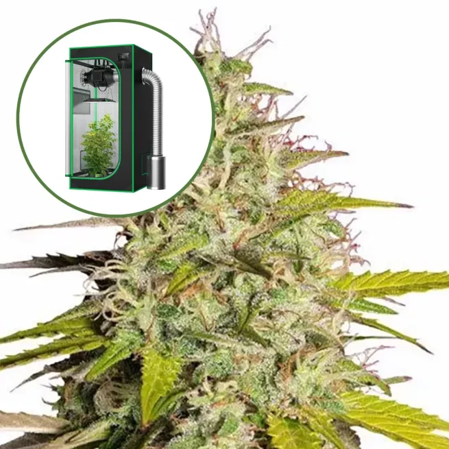 Girl Scout Cookies Auto Platinum Indoor Grow Bundle