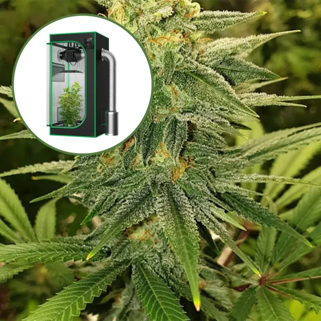 Gold Leaf Auto Platinum Indoor Grow Bundle